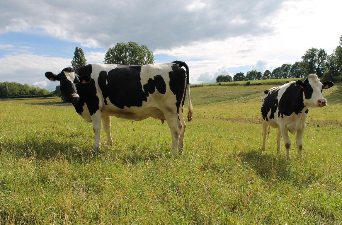 You are currently viewing Les Éleveurs de Vaches Roumains, Artisans de la Terre et Innovateurs du Bien-Être Animal