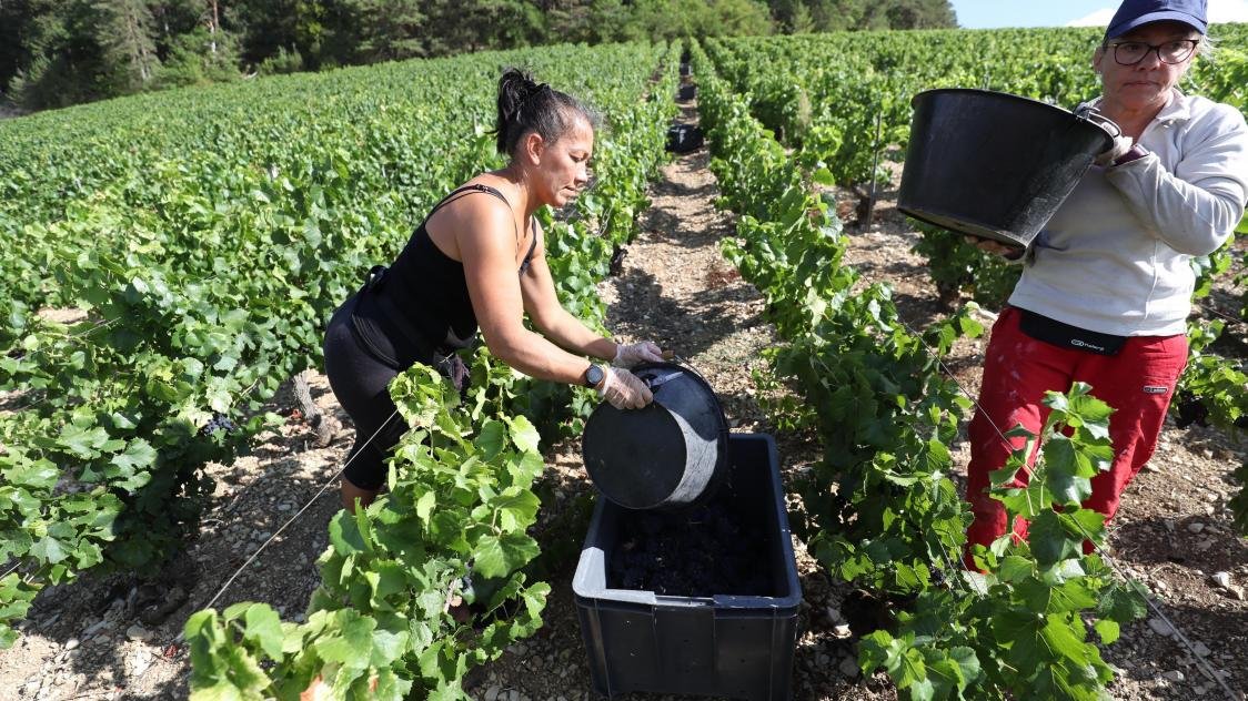 Lire la suite à propos de l’article Les Travailleurs de Vigne Roumains : Artisans du Terroir et Gardiens de la Tradition Viticole