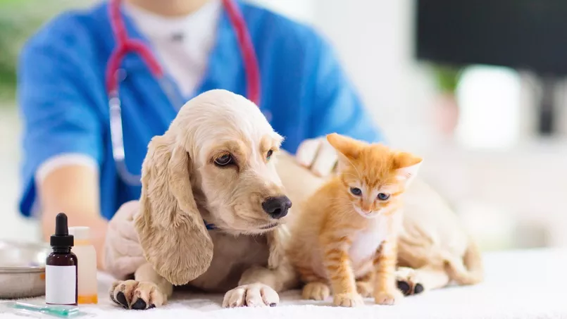 Lire la suite à propos de l’article Vétérinaire Roumain : Un Gardien de la Santé Animale et de la Sécurité Sanitaire